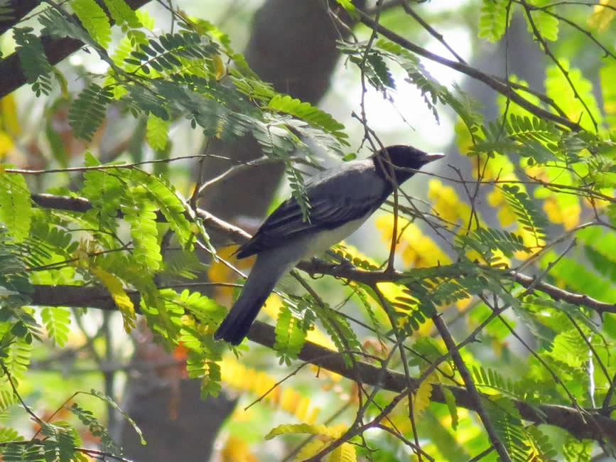 black headed cuckoo shrike